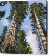 Towering Sequoias Acrylic Print
