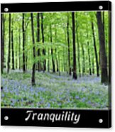 Tranquility - Bluebells In Woods Acrylic Print