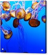 Translucent Jellyfish Acrylic Print
