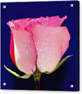 Translucent Rose Acrylic Print