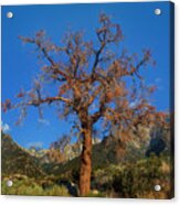 Tree Frames The Sierras Alabama Hills California Acrylic Print
