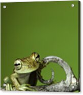 Tree Frog Acrylic Print