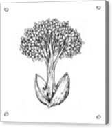 Tree From Seed Acrylic Print