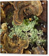 Tree Fungus Acrylic Print