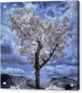 Tree In Infrared - White Mountains Acrylic Print