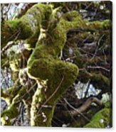 Tree Man Acrylic Print