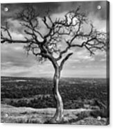 Tree On Enchanted Rock In Black And White Acrylic Print