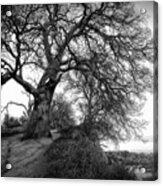 Tree On Ridge - Black And White Acrylic Print