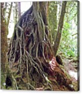 Tree Roots In Hoh Rain Forest, Olympic National Park, Washington Acrylic Print