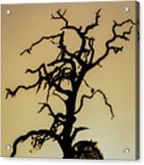 Tree Silhouette Acrylic Print