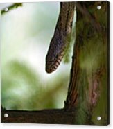 Tree Snake In Bald Cypress Acrylic Print