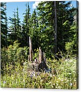 Tree Stump Near Picture Lake Acrylic Print