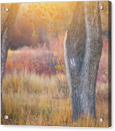 Tree Trunks In The Sunset Light Acrylic Print