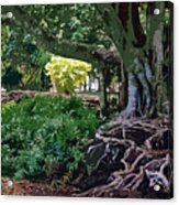 Tree With Roots Acrylic Print