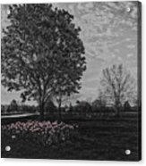 Tree With Tulips #2 Acrylic Print