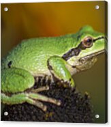 Treefrog On Rudbeckia Acrylic Print
