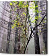 Trees Growing In Silo - Natural Square Edition Acrylic Print