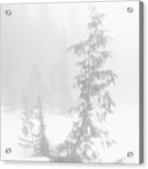 Trees In Fog Monochrome Acrylic Print