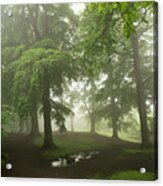 Trees In The Mist. Acrylic Print