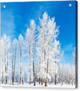 Winter Wonderland Acrylic Print