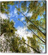 Treetop Skies Acrylic Print