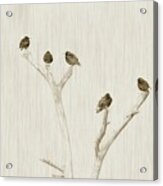 Treetop Starlings Acrylic Print
