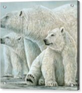 Tri Polar Bears Acrylic Print