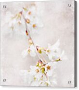 Triadelphia Cherry Blossoms Acrylic Print