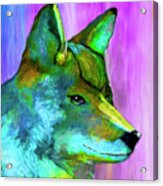 Trickster Coyote Acrylic Print