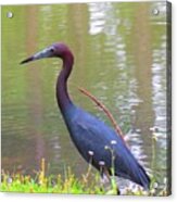 Tricolor Heron Acrylic Print