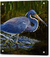 Tricolor Heron Acrylic Print