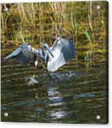 Tricolored Heron Dinner And Dancing Acrylic Print