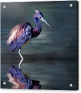 Tricolored Heron In Breeding Plumage Acrylic Print