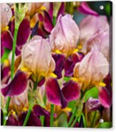 Tricolored Irisses Acrylic Print