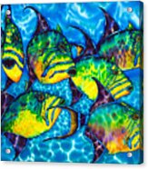 Trigger Fish - Caribbean Sea Acrylic Print