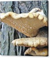 Triple Shelf Mushrooms Acrylic Print