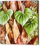 Tropical Forest Vine Acrylic Print