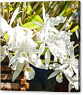 Tropical Impressions - Elegant White Orchids Acrylic Print