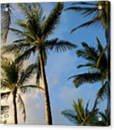 Tropical Palm Trees Of Maui Hawaii Acrylic Print