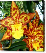 Tropical Red And Yellow Orchids Acrylic Print