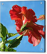 Tropical Red Hibiscus Acrylic Print