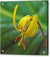 Trout Lily Acrylic Print