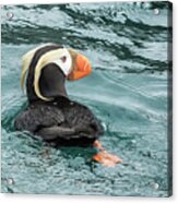Tufted Puffin Acrylic Print