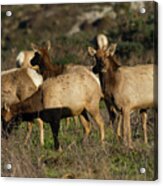 Tules Elks At Tomales Bay Point Reyes National Seashore California 5dimg9338 Acrylic Print
