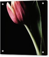 Tulip #172 Acrylic Print