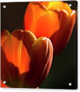 Tulip Afternoon Acrylic Print