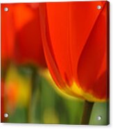 Tulip Color Pop Acrylic Print