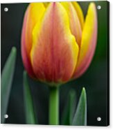 Tulip Acrylic Print