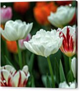 Tulip Flowers Acrylic Print