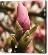 Tulip Magnolia Bloom Vintage Style Acrylic Print